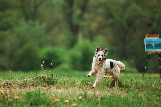 Nahrungsergänzungsmittel für Hunde – sinnvoll oder nicht?