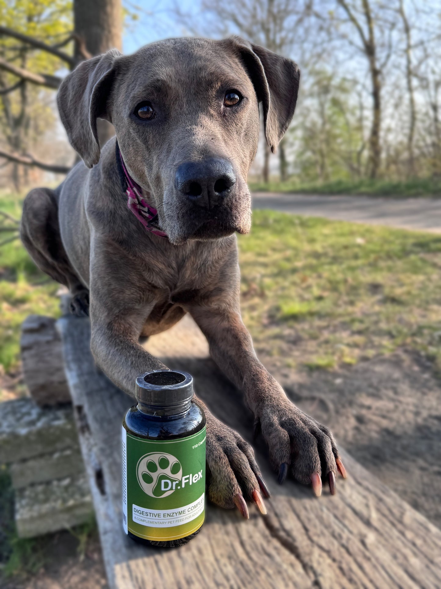 Dr. Flex Probiotika Komplex für Hunde